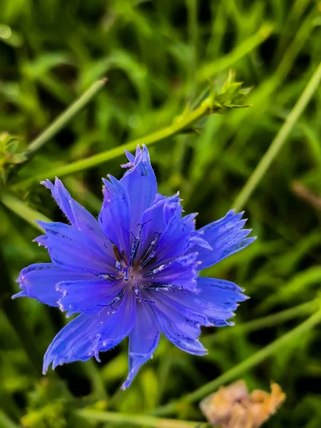 Eine Nahaufnahme Einer Blauen Zichorienblume Cichorium Intybus Auf Verschwommenem Hintergrund — Stockfoto