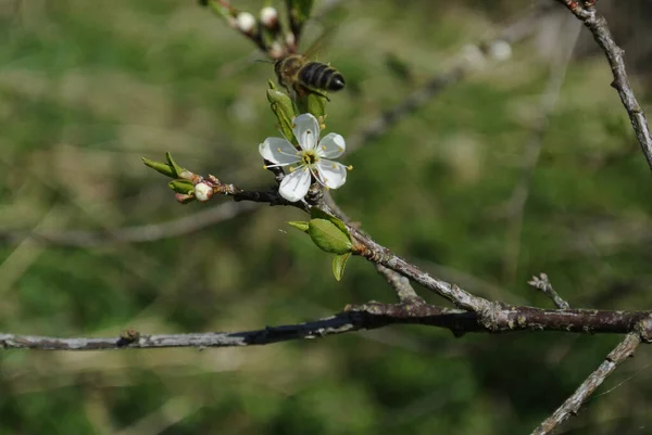 一只蜜蜂在黑荆棘花边飞舞的特写镜头 拉脱维亚的春天 — 图库照片