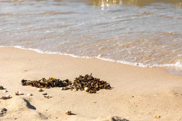 Ένα Φύκι Μια Αμμώδη Παραλία Στη Βόρεια Θάλασσα — Φωτογραφία Αρχείου