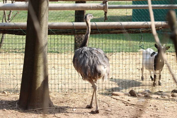 Rear View Rhea Standing Fence Zoo — Stock Photo, Image