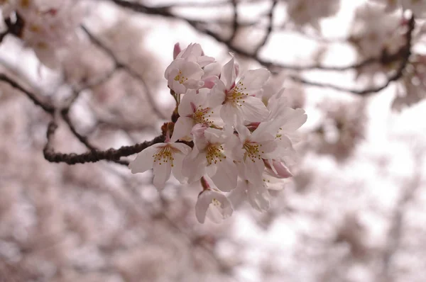 Bahar Mevsiminde Bir Ağacın Üzerindeki Güzel Pembe Kiraz Dallarının Seçici — Stok fotoğraf