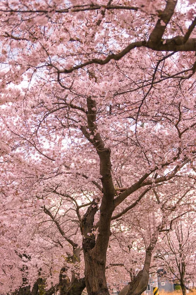 Beautiful Shot Cherry Blossom — Stock Photo, Image