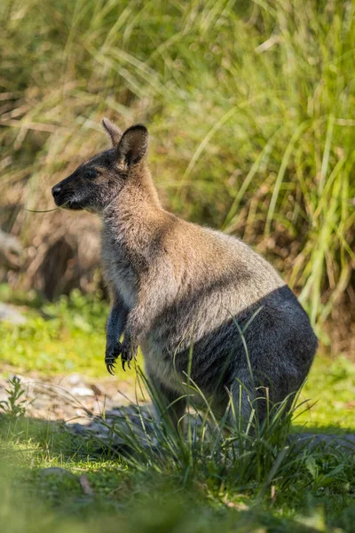 Egy Wallaby Füvön — Stock Fotó