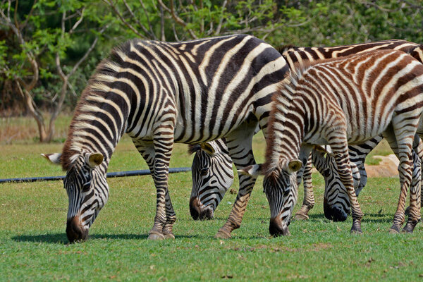 A herd of zebras at the Pazuri Park close to city of Lusaka, in Zambia, Africa