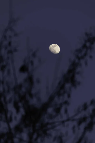 Вертикальный Избирательный Фокус Луны Сумерках — стоковое фото