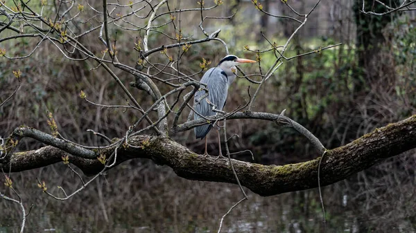 Naturlig Bild Häger Uppsatt Trädgren — Stockfoto