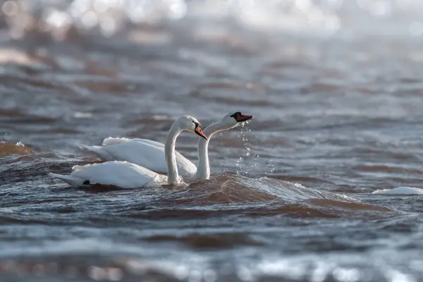 Селективный Снимок Двух Белых Лебедей Плавающих Воде — стоковое фото