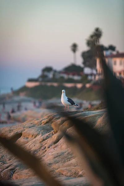 Vertical Selective Focus Shot Cute Seagull Sitting Rock Beach Sunset — Stock Photo, Image