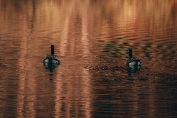 Дві Гуси Плавають Озері Під Час Заходу Сонця Котсуолдс Юнайтед — стокове фото