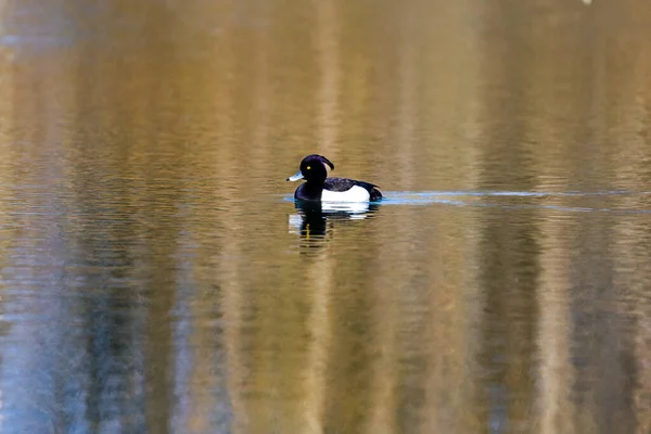 Pato Solitario Flotando Lago Tranquilo Con Reflejo Superficie —  Fotos de Stock
