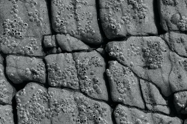 石のクローズアップグレースケールショット — ストック写真