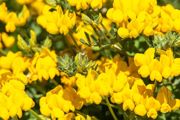 Detailní Záběr Kvetoucích Žlutých Květů — Stock fotografie