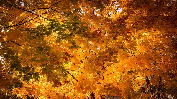 Eine Flache Aufnahme Von Ahornbäumen Mit Goldenen Blättern — Stockfoto