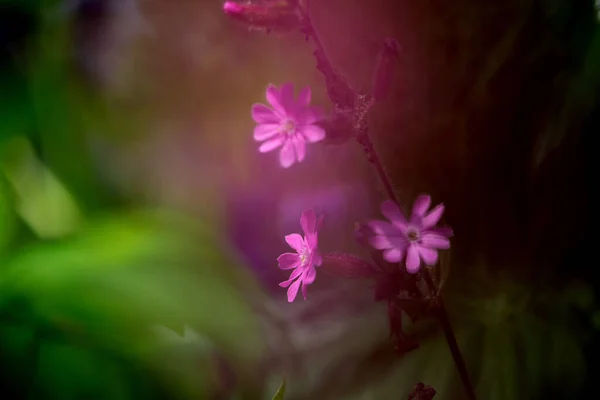 Розмитий Знімок Красивої Рожевої Квітки — стокове фото
