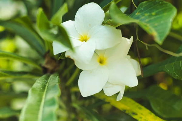 在一个背景模糊的花园里 一张美丽的白花绿叶的特写照片 — 图库照片