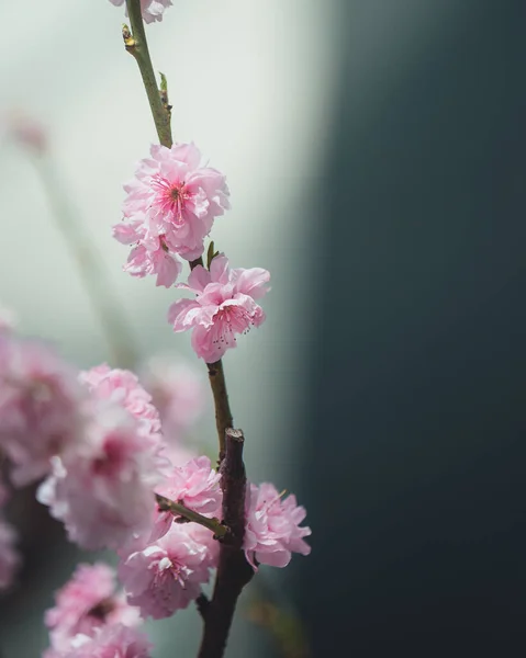 Güneş Işığının Altındaki Bir Dalda Güzel Pembe Kiraz Çiçeklerinin Yakın — Stok fotoğraf