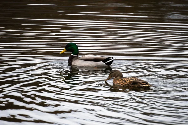 湖畔一只2只野鸭的近照 — 图库照片