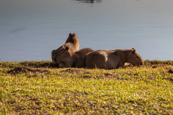 Grupo Capibaras Sentados Orilla Con Vistas Tranquilo Cuerpo Agua —  Fotos de Stock