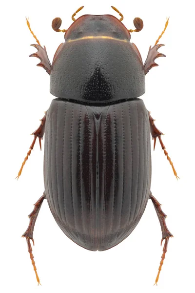 Dung Beetle Species Aphodius Rufus Bodilopsis Rufa — стокове фото