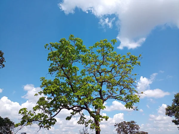 Låg Vinkel Skott Vacker Blommande Träd Molnig Himmel — Stockfoto