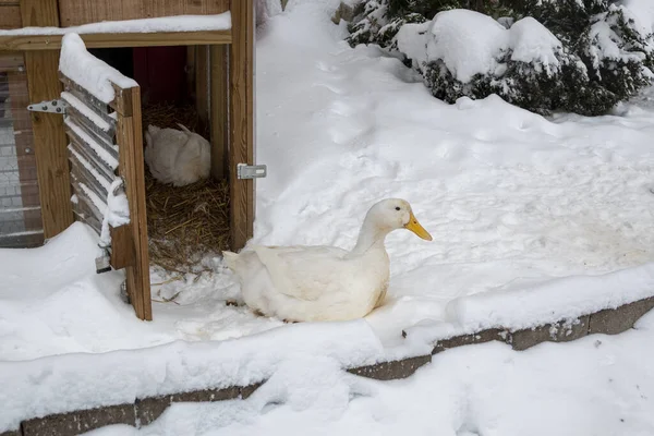 Selective Focus Shot White Duck Resting Snow Its Cage — Stock Photo, Image
