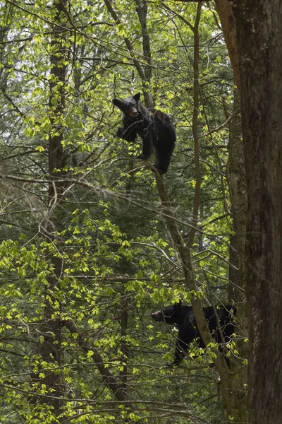 Вертикальный Крупный План Черного Медведя Пытающегося Залезть Дерево Лесу — стоковое фото