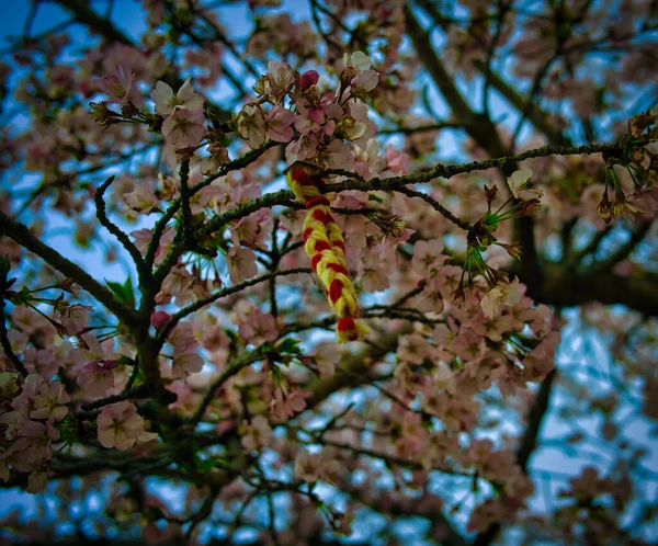 Close Uma Corda Trançada Colorida Uma Árvore Flor Cerejeira — Fotografia de Stock