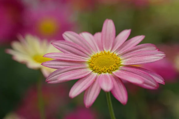 Closeup Shot Pink Chrysanthemum Flower Blurred Background — Stock Photo, Image