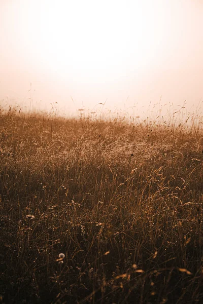 Tiro Vertical Campo Selvagem Rural Pôr Sol — Fotografia de Stock