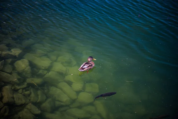 Vysoký Úhel Záběru Hnědé Divoké Kachny Plavající Skalnatém Jezírku — Stock fotografie