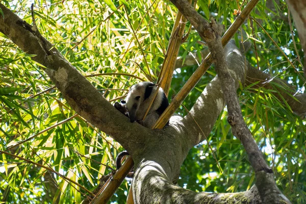 Nahaufnahme Eines Ameisenbärs Oder Nördlichen Tamanduas Der Auf Einem Baum — Stockfoto