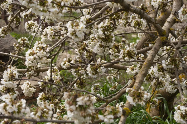 Une Belle Journée Printemps Plein Air Avec Belles Fleurs Cerisier — Photo