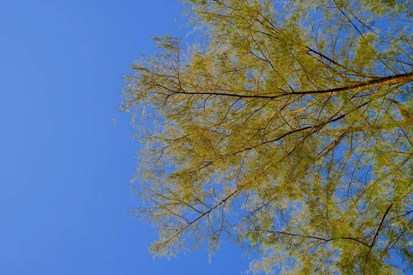 Nízký Úhel Záběr Kvetoucích Větví Stromů Modré Jasné Nebe Pozadí — Stock fotografie