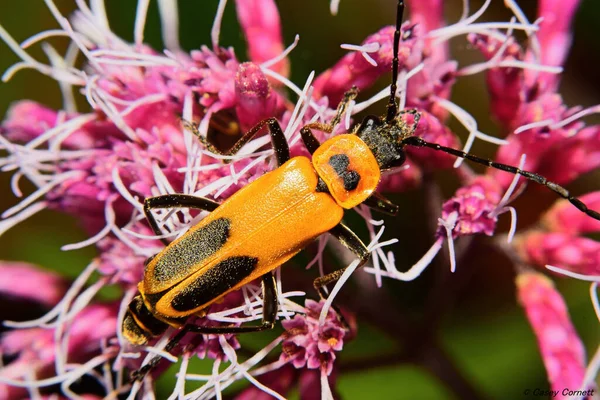 一只可爱的金丝雀士兵甲虫站在色彩斑斓的花朵上 背景模糊不清 — 图库照片