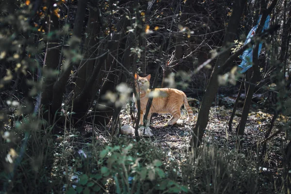 The cute orange cat in the park behind the branches.