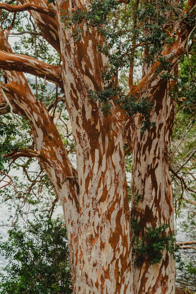 Вертикальный Снимок Красивых Деревьев Лесу — стоковое фото