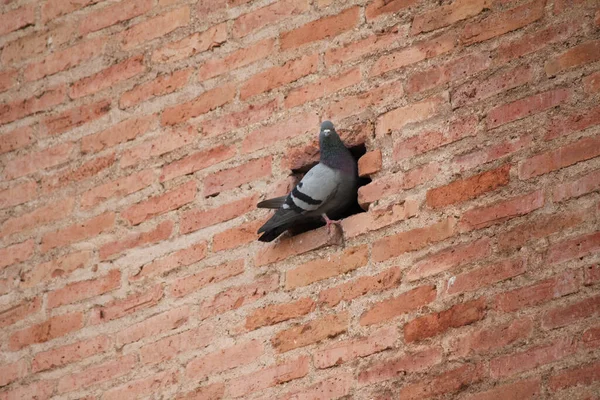 Une Belle Vue Pigeon Dans Trou Dans Mur Briques — Photo
