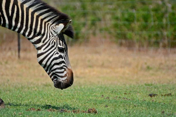 Zebra Parku Pazuri Niedaleko Miasta Lusaka Zambia Afryka — Zdjęcie stockowe