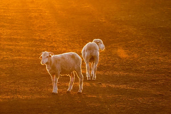 Живописный Вид Белую Овцу Сельской Местности Закате — стоковое фото