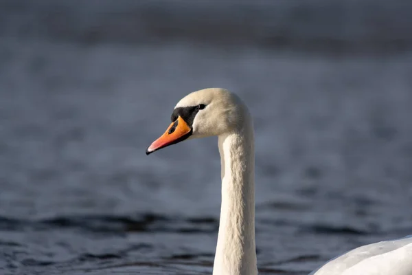 Beautiful Portrait Mute Swan Swimming Calm Water Sunny Day Blurred — Stock Photo, Image