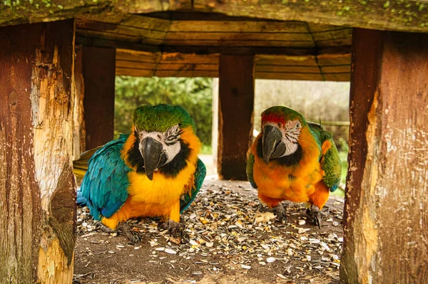 Paio Macao Colorati All Interno Una Casetta Uccelli — Foto Stock