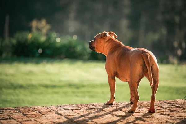 Back View Brown Dog Green Blurry Background Space Text — Stock Photo, Image