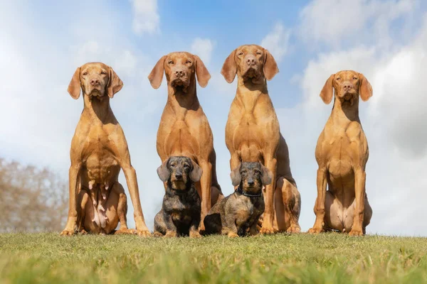 Portrait Hungarian Wizlas Dogs Outdoors — Stock Photo, Image