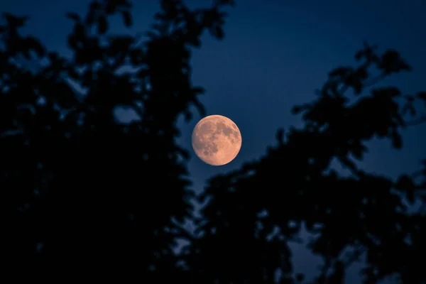 Силуэт Изображающий Листья Ветвях Деревьев Фоне Яркой Луны — стоковое фото