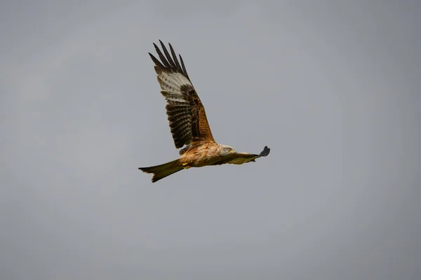 A scenic view of a red kite flying in the cloudy sky in Rhayader, Wales