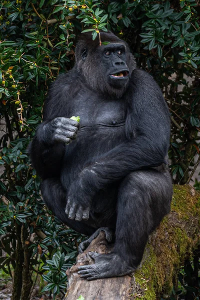 Bir Goril Yeşillik Yiyor Şaşırmış Bir Yüz Ifadesiyle Yan Tarafa — Stok fotoğraf