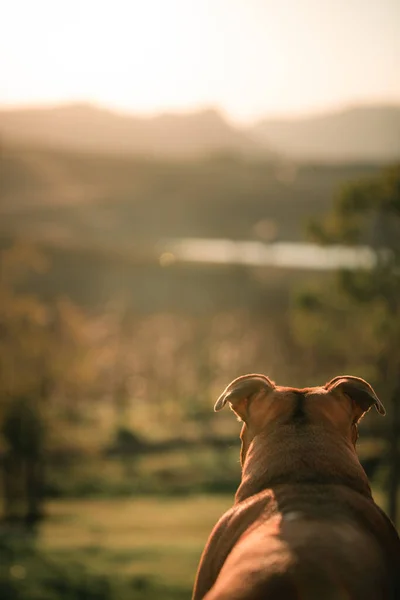 Back View Brown Dog Sunset Light Vertical — Stock Photo, Image