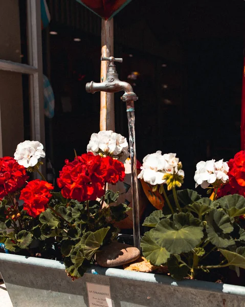 Primo Piano Rose Bianche Rosse Che Sbocciano Intorno Rubinetto Acqua — Foto Stock