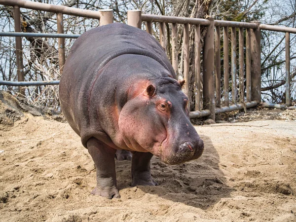 Zdjęcie Hipopotama Bliska Zoo Kansas City — Zdjęcie stockowe