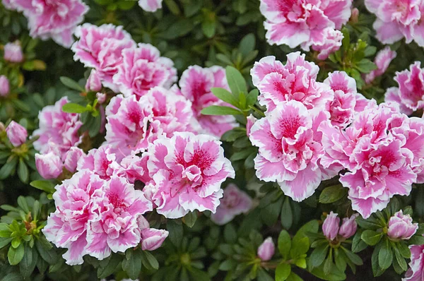 Крупный План Ярких Розовых Цветов Азалии Растущих Кустах Яркий Летний — стоковое фото